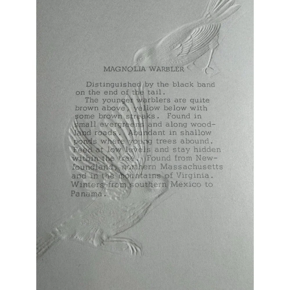Birds Magnolia Warbler Greeting Card A Sunshine Card USA Envelope‎